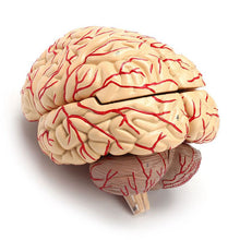 Load image into Gallery viewer, 1: 1 Life Size Human Anatomical Brain Pro Dissection Organ Teaching Model
