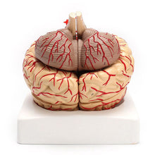 Load image into Gallery viewer, 1: 1 Life Size Human Anatomical Brain Pro Dissection Organ Teaching Model
