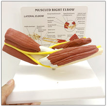 Load image into Gallery viewer, 1:1 Life Sized Human Anatomy Muscled Right Arm Elbow Vascular Ligament Skeleton Teaching Model Medical Supplies and Equipment
