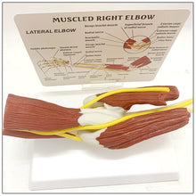 Load image into Gallery viewer, 1:1 Life Sized Human Anatomy Muscled Right Arm Elbow Vascular Ligament Skeleton Teaching Model Medical Supplies and Equipment

