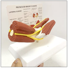 Load image into Gallery viewer, 1:1 Life Sized Human Anatomy Muscled Right Arm Elbow Vascular Ligament Skeleton Teaching Model Medical Supplies and Equipment
