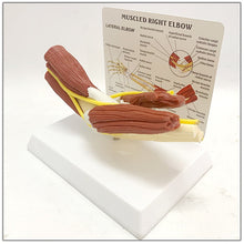Load image into Gallery viewer, 1:1 Life Sized Human Anatomy Muscled Right Arm Elbow Vascular Ligament Skeleton Teaching Model Medical Supplies and Equipment
