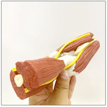 Load image into Gallery viewer, 1:1 Life Sized Human Anatomy Muscled Right Arm Elbow Vascular Ligament Skeleton Teaching Model Medical Supplies and Equipment
