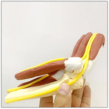 Load image into Gallery viewer, 1:1 Life Sized Human Anatomy Muscled Right Arm Elbow Vascular Ligament Skeleton Teaching Model Medical Supplies and Equipment
