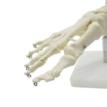 Load image into Gallery viewer, 1:1 Lifesize Human Foot Skeleton Anatomy Model Medical Science Teaching Resources Dropshipping
