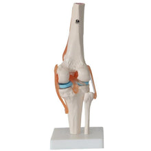 Load image into Gallery viewer, 1:1 Lifesize Human Knee Joint Anatomy Model Medical Science Teaching Resources Dropshipping
