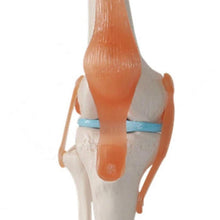 Load image into Gallery viewer, 1:1 Lifesize Human Knee Joint Anatomy Model Medical Science Teaching Resources Dropshipping

