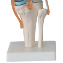 Load image into Gallery viewer, 1:1 Lifesize Human Knee Joint Anatomy Model Medical Science Teaching Resources Dropshipping

