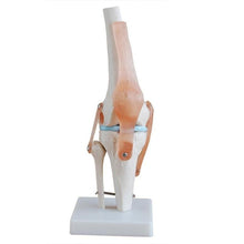 Load image into Gallery viewer, 1:1 Lifesize Human Knee Joint Anatomy Model Medical Science Teaching Resources Dropshipping
