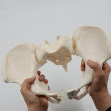 Load image into Gallery viewer, 1:1 Movable Pelvis Model Sacrum Hip Bone Female Pelvic Bone Can Bend Human Skeleton Anatomy Pelvic Floor Muscles
