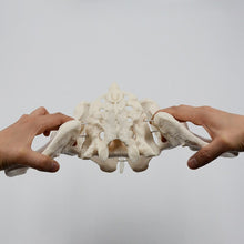Load image into Gallery viewer, 1:1 Movable Pelvis Model Sacrum Hip Bone Female Pelvic Bone Can Bend Human Skeleton Anatomy Pelvic Floor Muscles
