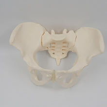 Load image into Gallery viewer, 1:1 Movable Pelvis Model Sacrum Hip Bone Female Pelvic Bone Can Bend Human Skeleton Anatomy Pelvic Floor Muscles

