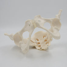 Load image into Gallery viewer, 1:1 Movable Pelvis Model Sacrum Hip Bone Female Pelvic Bone Can Bend Human Skeleton Anatomy Pelvic Floor Muscles

