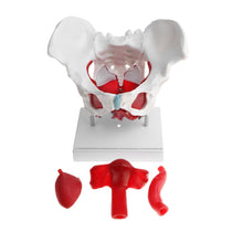 Load image into Gallery viewer, 1:1 Pathological Changes Woman Skeleton Model Anatomical Female Pelvis Sacrum Pubis Model Kit Lab Supplies School Learning Tool
