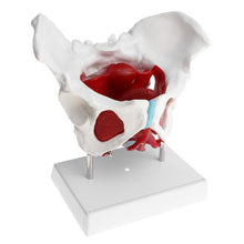 Load image into Gallery viewer, 1:1 Pathological Changes Woman Skeleton Model Anatomical Female Pelvis Sacrum Pubis Model Kit Lab Supplies School Learning Tool
