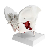 Load image into Gallery viewer, 1:1 Pathological Changes Woman Skeleton Model Anatomical Female Pelvis Sacrum Pubis Model Kit Lab Supplies School Learning Tool
