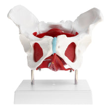 Load image into Gallery viewer, 1:1 Pathological Changes Woman Skeleton Model Anatomical Female Pelvis Sacrum Pubis Model Kit Lab Supplies School Learning Tool
