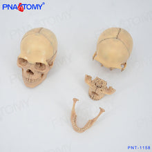Load image into Gallery viewer, Human Skull Model 4D Assembled Simulation Small Human Skull Skull Skull Model Detachable 15 Parts Art Painting Teaching
