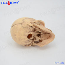 Load image into Gallery viewer, Human Skull Model 4D Assembled Simulation Small Human Skull Skull Skull Model Detachable 15 Parts Art Painting Teaching
