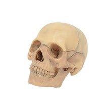 Load image into Gallery viewer, Human Skull Model 4D Assembled Simulation Small Human Skull Skull Skull Model Detachable 15 Parts Art Painting Teaching
