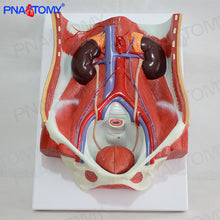 Load image into Gallery viewer, Human Male and Female Urinary System Bladder Abdominal Cavity Abdominal Wall Kidney Anatomy Model Teaching Model
