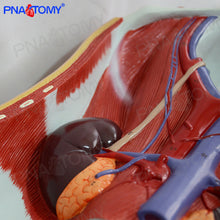 Load image into Gallery viewer, Human Male and Female Urinary System Bladder Abdominal Cavity Abdominal Wall Kidney Anatomy Model Teaching Model
