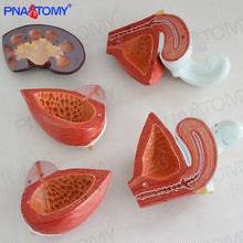 Load image into Gallery viewer, Human Male and Female Urinary System Bladder Abdominal Cavity Abdominal Wall Kidney Anatomy Model Teaching Model
