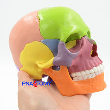Load image into Gallery viewer, 15pcs/set 4D Disassembled Color Skull Anatomical Model Detachable Medical Teaching Tool Colored Skull Anatomy Educational GIft
