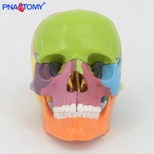 Load image into Gallery viewer, 15pcs/set 4D Disassembled Color Skull Anatomical Model Detachable Medical Teaching Tool Colored Skull Anatomy Educational GIft

