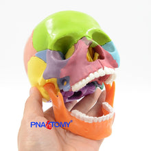 Load image into Gallery viewer, 15pcs/set 4D Disassembled Color Skull Anatomical Model Detachable Medical Teaching Tool Colored Skull Anatomy Educational GIft
