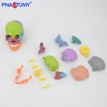 Load image into Gallery viewer, 15pcs/set 4D Disassembled Color Skull Anatomical Model Detachable Medical Teaching Tool Colored Skull Anatomy Educational GIft
