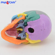 Load image into Gallery viewer, 15pcs/set 4D Disassembled Color Skull Anatomical Model Detachable Medical Teaching Tool Colored Skull Anatomy Educational GIft
