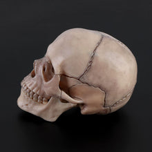 Load image into Gallery viewer, 15pcs/set 4D Disassembled Skull Anatomical Model Detachable Medical Teaching Tool
