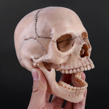 Load image into Gallery viewer, 15pcs/set 4D Disassembled Skull Anatomical Model Detachable Medical Teaching Tool

