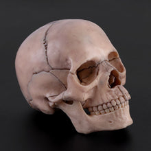 Load image into Gallery viewer, 15pcs/set 4D Disassembled Skull Anatomical Model Detachable Medical Teaching Tool
