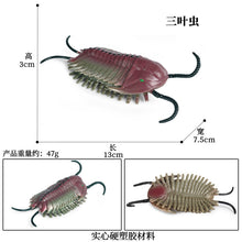 Load image into Gallery viewer, Marine Animal Model Prehistoric Trilobite Shrimp Chrysanthemum and Stone Cambrian Nautilidae Plate Foot Crab Children Teaching Toy Model
