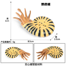 Load image into Gallery viewer, Marine Animal Model Prehistoric Trilobite Shrimp Chrysanthemum and Stone Cambrian Nautilidae Plate Foot Crab Children Teaching Toy Model
