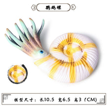 Load image into Gallery viewer, Marine Animal Model Prehistoric Trilobite Shrimp Chrysanthemum and Stone Cambrian Nautilidae Plate Foot Crab Children Teaching Toy Model
