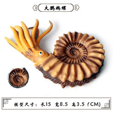 Load image into Gallery viewer, Marine Animal Model Prehistoric Trilobite Shrimp Chrysanthemum and Stone Cambrian Nautilidae Plate Foot Crab Children Teaching Toy Model
