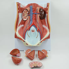 Load image into Gallery viewer, Human Male and Female Urinary System Bladder Abdominal Cavity Abdominal Wall Kidney Anatomy Model Teaching Model
