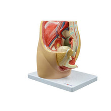 Load image into Gallery viewer, Female Transverse Anatomy Model Reproductive System Pelvic Floor Muscle Female Pelvic Cavity Uterus Bladder Gynecological Urinary System
