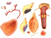 Load image into Gallery viewer, 19 Parts 4d Female Reproductive System Master Puzzle Assembling Toy Human Body Organ Anatomical Model Medical Teaching Model
