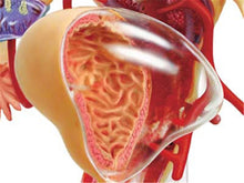 Load image into Gallery viewer, 19 Parts 4d Female Reproductive System Master Puzzle Assembling Toy Human Body Organ Anatomical Model Medical Teaching Model
