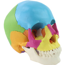 Load image into Gallery viewer, 22 Parts 1:1 Lifesize Disassembled Skull Head Anatomy Model Medical Anatomy Model
