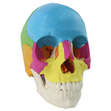 Load image into Gallery viewer, 22 Parts 1:1 Lifesize Disassembled Skull Head Anatomy Model Medical Anatomy Model

