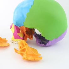 Load image into Gallery viewer, 22 Parts 1:1 Lifesize Disassembled Skull Head Anatomy Model Medical Anatomy Model
