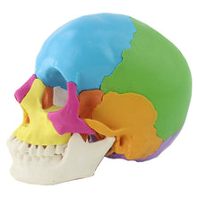 Load image into Gallery viewer, 22 Parts 1:1 Lifesize Disassembled Skull Head Anatomy Model Medical Anatomy Model
