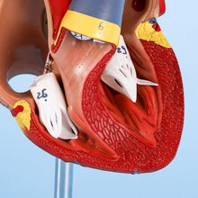 Load image into Gallery viewer, Medical prop model Anatomical human heart model teaching tool
