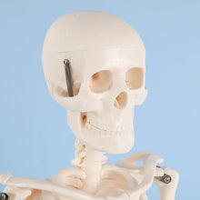 Load image into Gallery viewer, 85cm Human Skeleton Model Gym Yoga Display Teaching Mold
