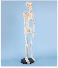 Load image into Gallery viewer, 85cm Human Skeleton Model Gym Yoga Display Teaching Mold
